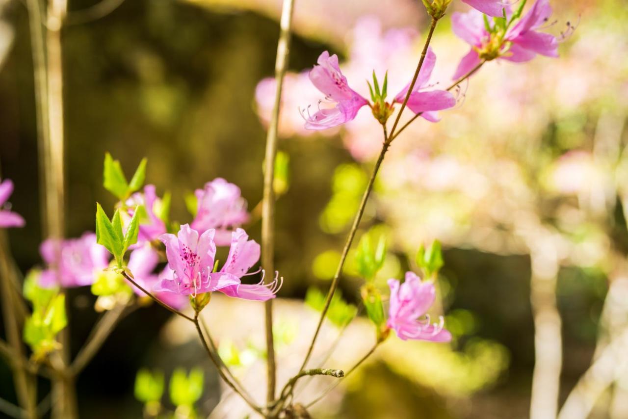 Auberge Funoki Nakatsu المظهر الخارجي الصورة